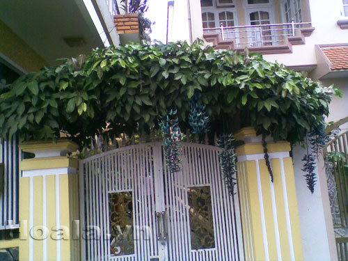 Giàn hoa leo móng cọp trước cổng nhà xanh biếc