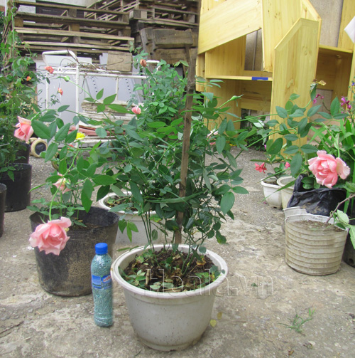 hoa hong phan nu hoang 01