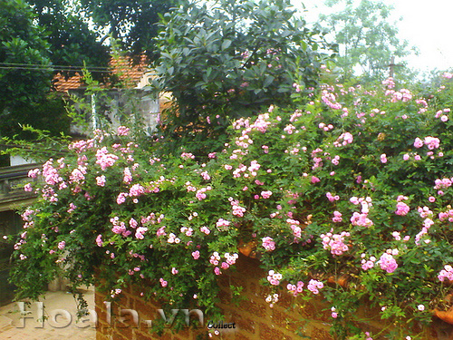 hoa hong leo tam xuan 03