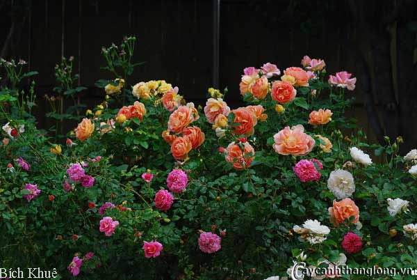 hoa hong ban cong bich khue