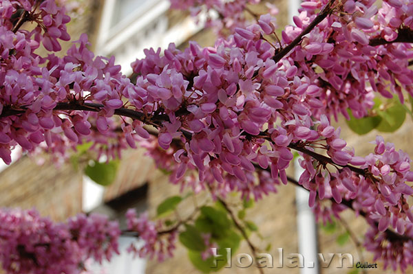 hoa-hanh-phuc