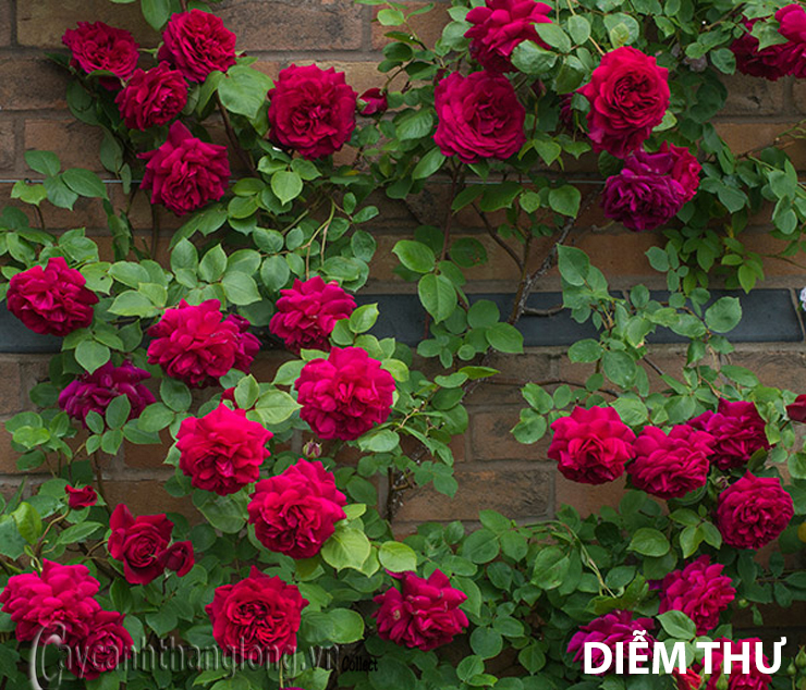 Gian hoa hong do diem thu xum xue ruc ro