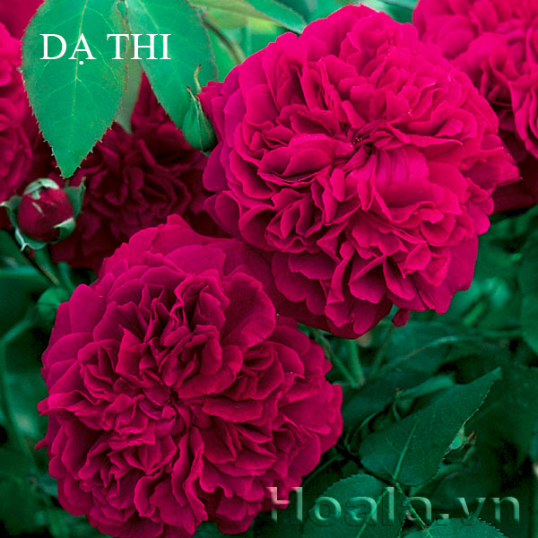 hoa da thi