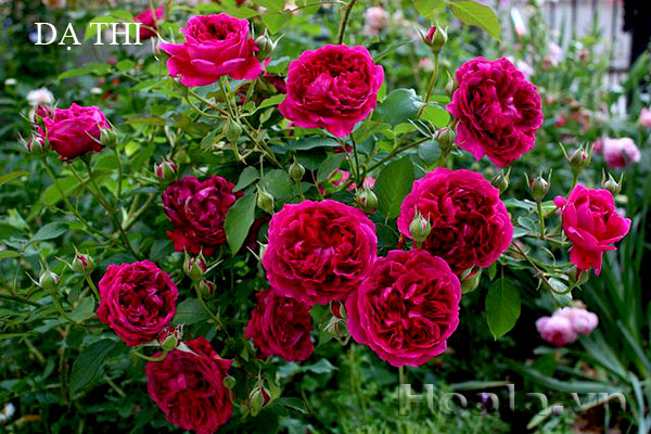 Hoa hồng bán leo Dạ thi - 167 có thể leo cao 3-5m