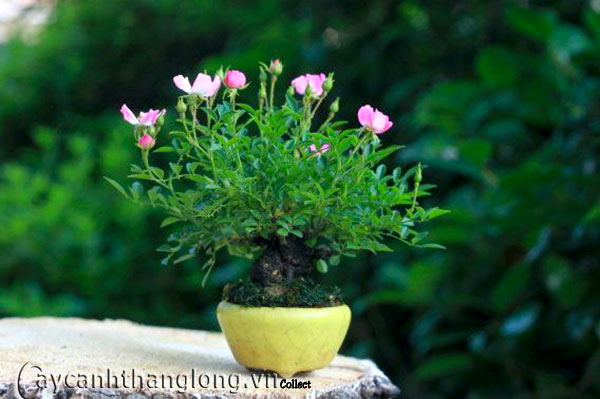 hoa hong bonsai 11