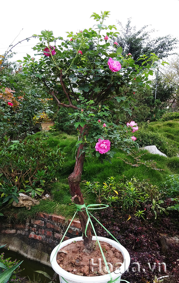 hoa hong tree rose co dang bonsai