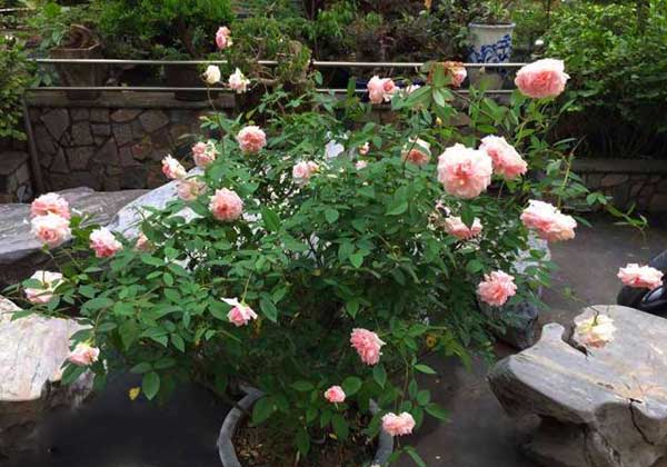 hoa hong dao co 02