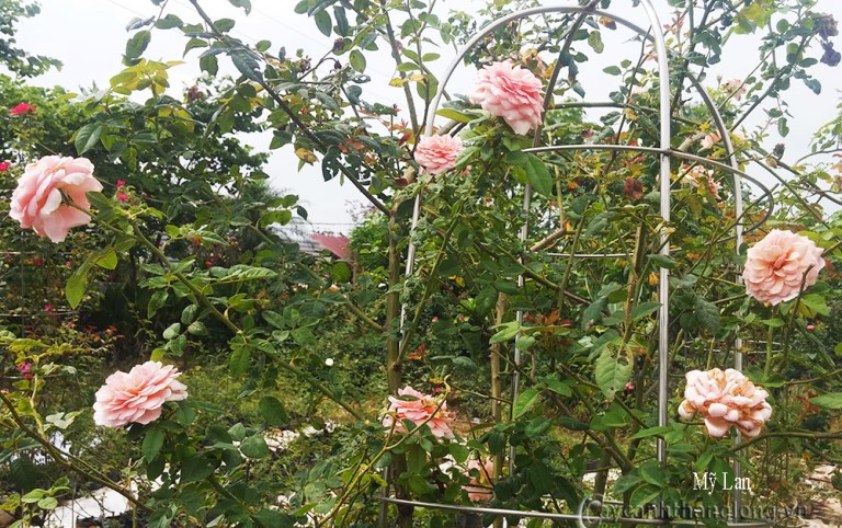 Abraham Darby rose