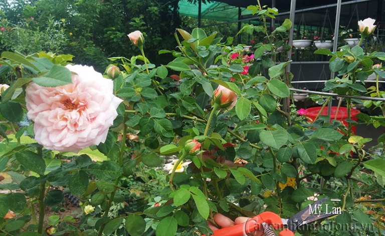 Abraham Darby rose