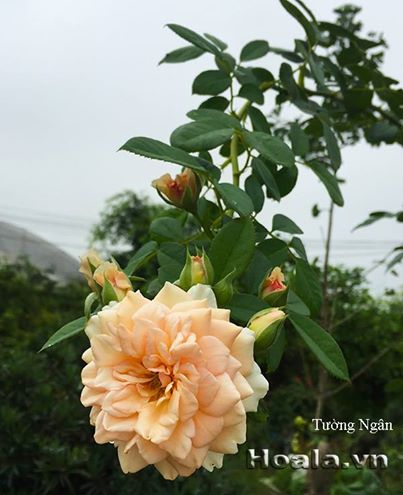 hoa hong sieu leo - hong leo tuong ngan