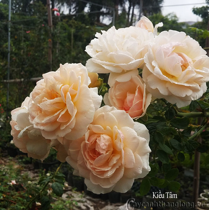 hoa hong leo kieu tam 02