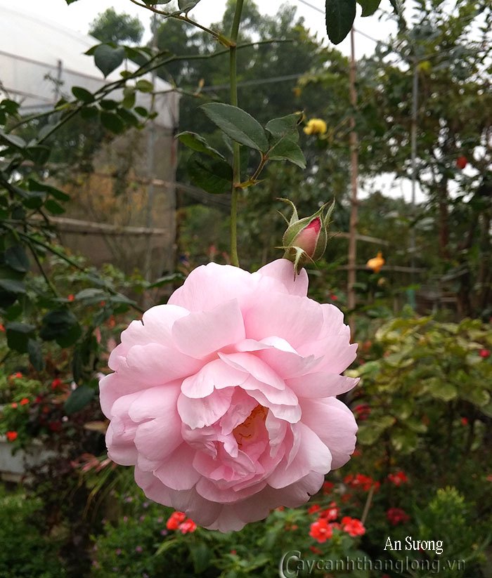 An Suong