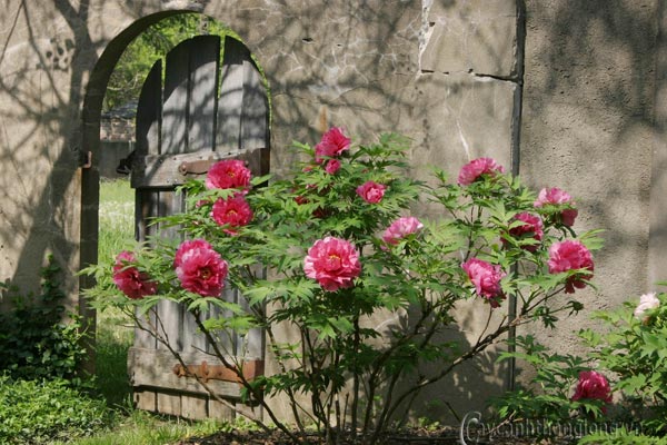 image0031