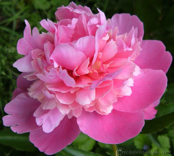 image004