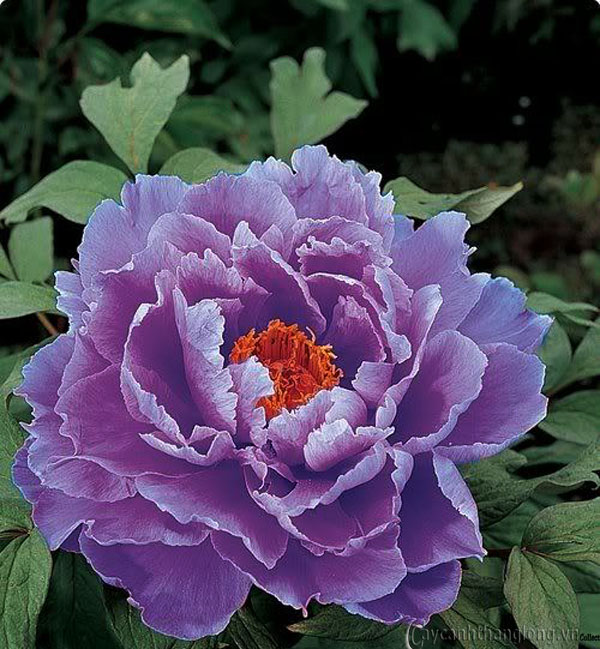 image0051
