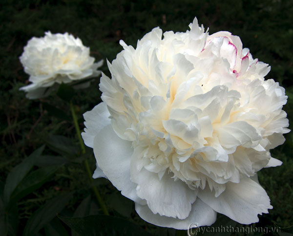image006