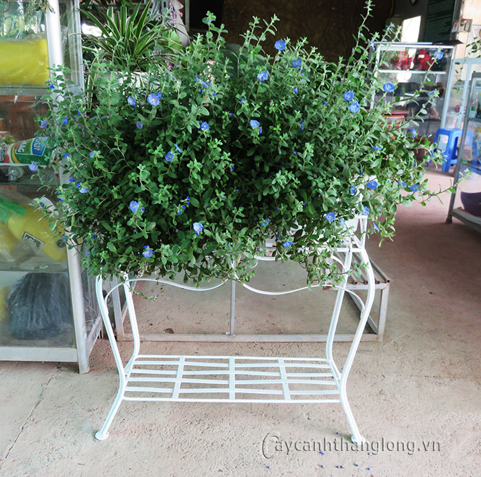 ky thuat trong cay bon chau va cham soc cay sau trong 06