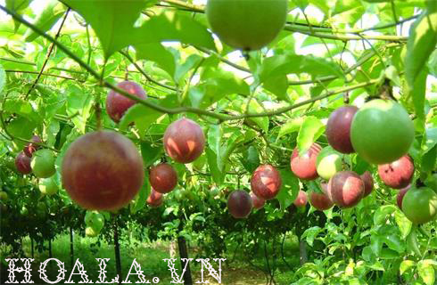 ky-thuat-trong-va-cham-soc-chanh-leo