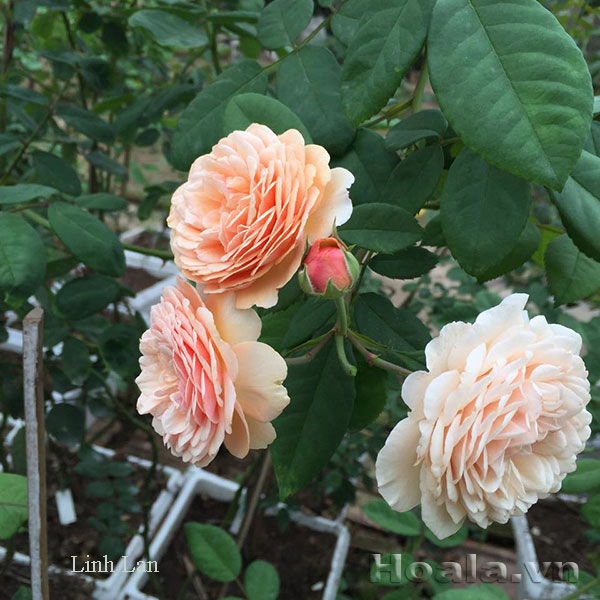 hoa hong leo linh lan 02