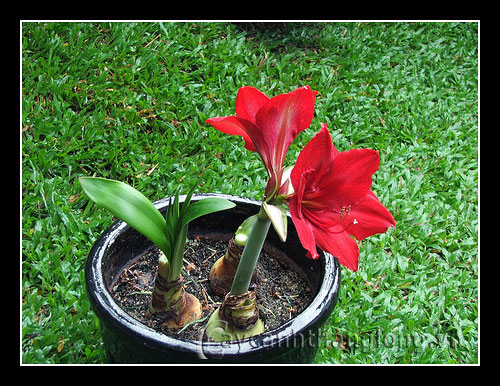 loa_ken_do_1 Cách để loa kèn đỏ ra nhiều hoa | hoala.vn