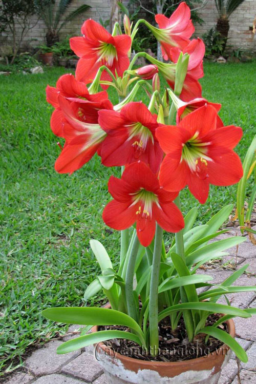 loa_ken_do_2 Cách để loa kèn đỏ ra nhiều hoa | hoala.vn