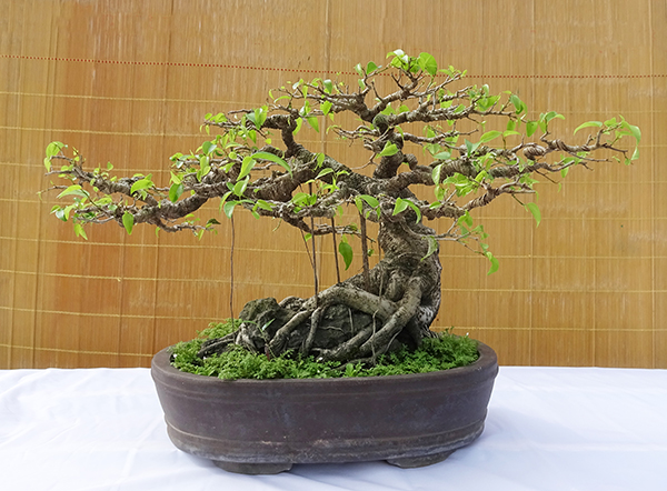 bonsai mini