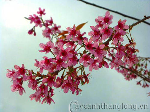 Cây hoa mai anh đào