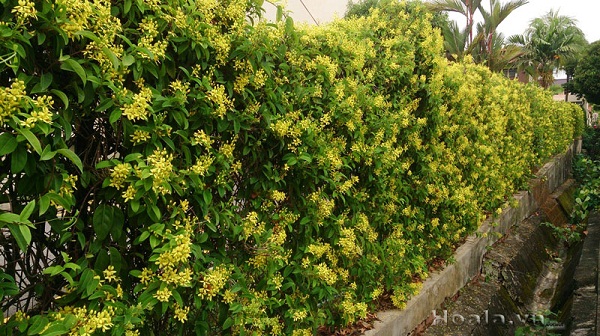 mai-hoang-yen