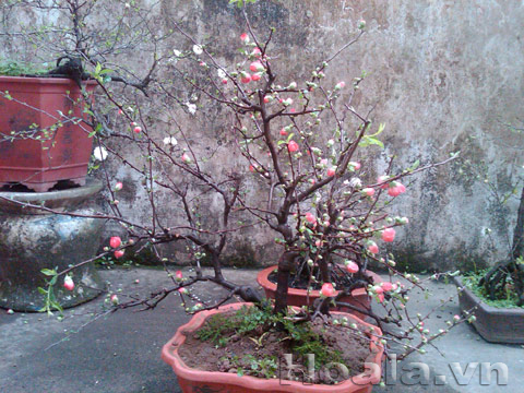 mai2