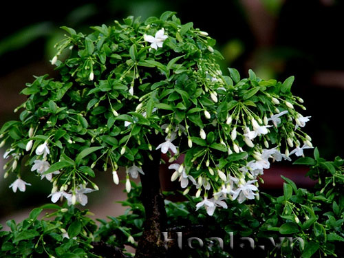 Tinh khôi và nồng nàn hoa Mai chiếu thủy  | hoala.vn