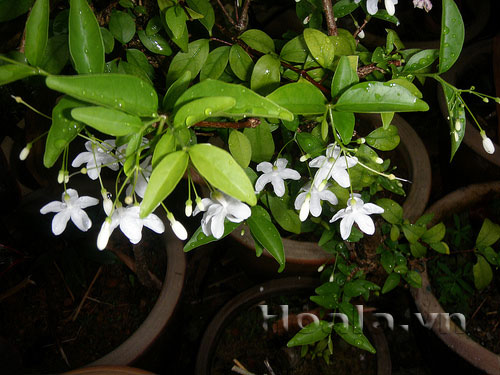 Tinh khôi và nồng nàn hoa Mai chiếu thủy  | hoala.vn