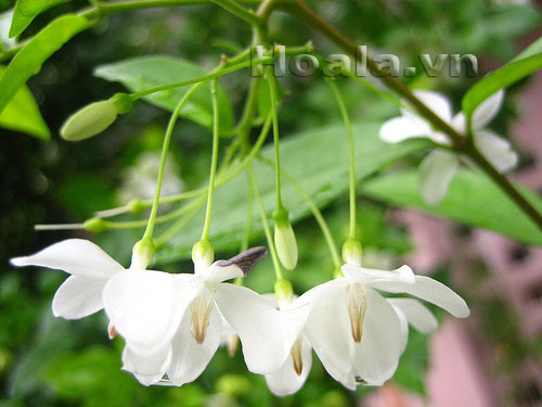 Tinh khôi và nồng nàn hoa Mai chiếu thủy  | hoala.vn