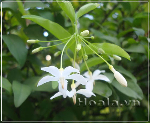 Tinh khôi và nồng nàn hoa Mai chiếu thủy  | hoala.vn