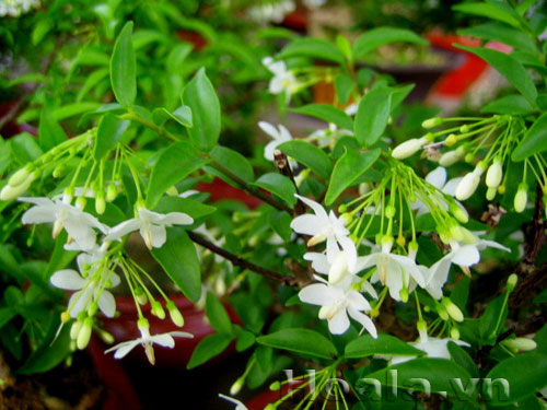 Tinh khôi và nồng nàn hoa Mai chiếu thủy  | hoala.vn