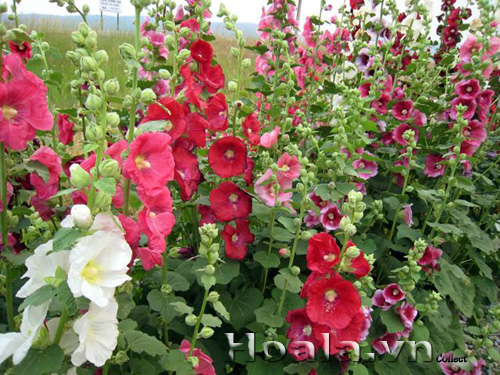 hoa_man_dinh_hong_10| hoala.vn