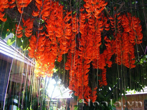 Hoa Móng cọp loài hoa quý hiếm độc đáo | hoala.vn
