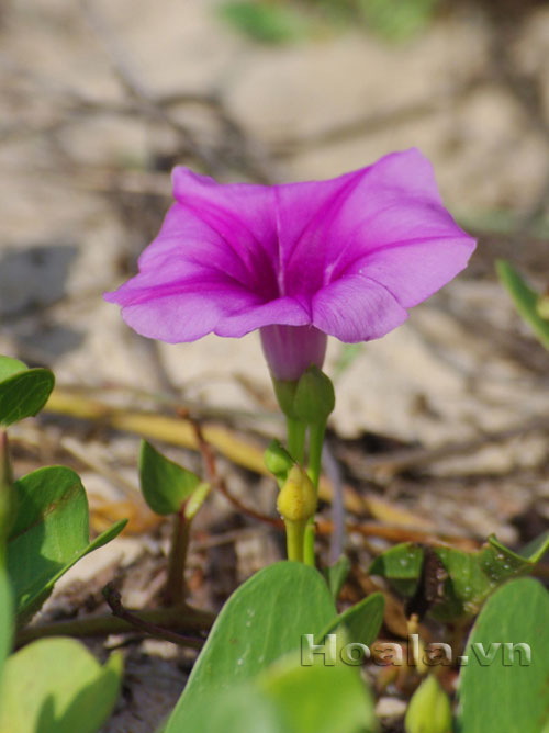 muong_bien_1 Hoa muống biển nét đẹp dân dã | hoala.vn