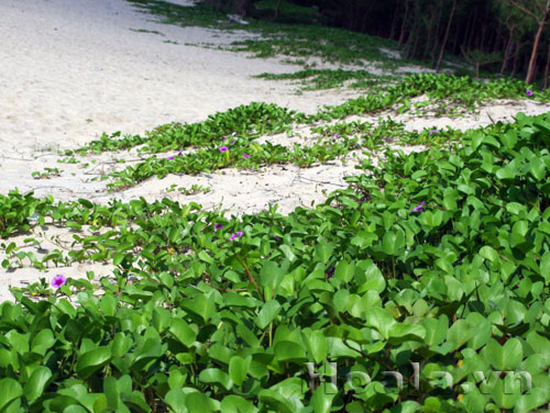 muong_bien_5 Hoa muống biển nét đẹp dân dã | hoala.vn