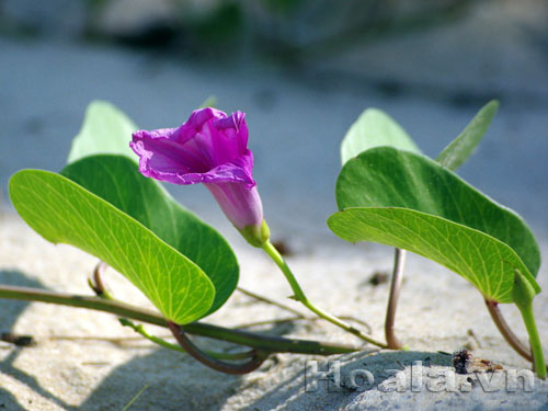 muong_bien_8 Hoa muống biển nét đẹp dân dã | hoala.vn