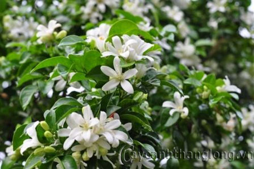 nguyet_que-22 Điểm mặt một số loại hoa truyền thống có hương thơm | hoala.vn