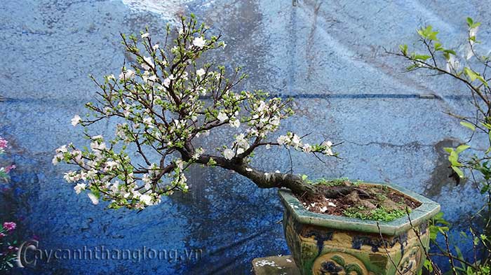 nhat chi mai bonsai 1