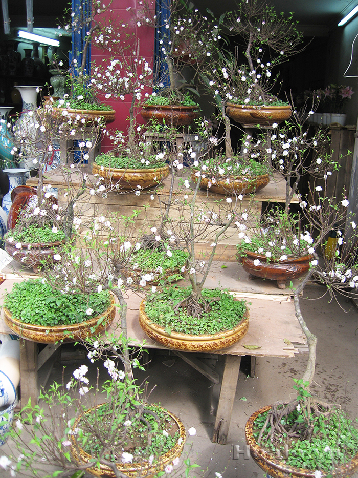 nhat20chi20mai202