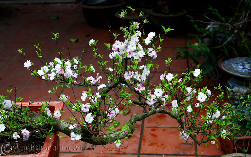 nhat20chi20mai206