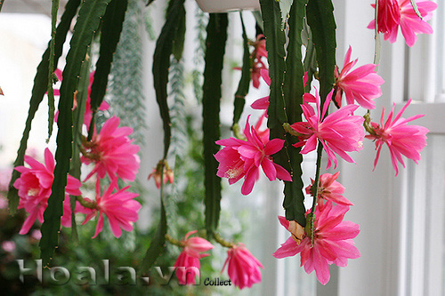 hoa_nhat_quynh_1 | hoala.vn