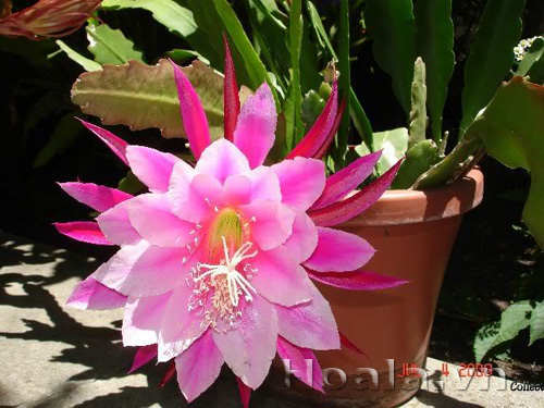 hoa_nhat_quynh_10 | hoala.vn