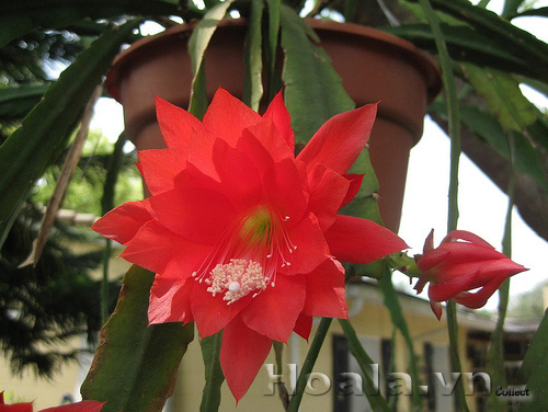 hoa_nhat_quynh_11 | hoala.vn