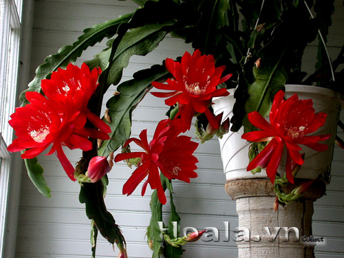 hoa_nhat_quynh_12 | hoala.vn