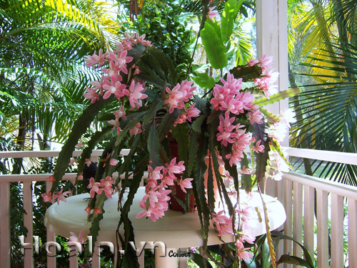 hoa_nhat_quynh_13 | hoala.vn