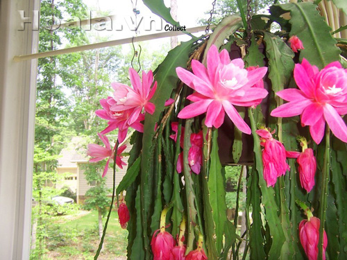 hoa_nhat_quynh_16 | hoala.vn