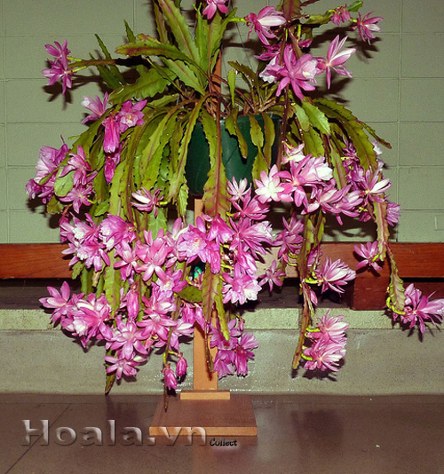 hoa_nhat_quynh_3| hoala.vn